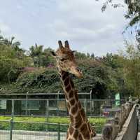 【中山紫馬嶺動物園】乾淨整潔，零距離接觸大笨象🐘！