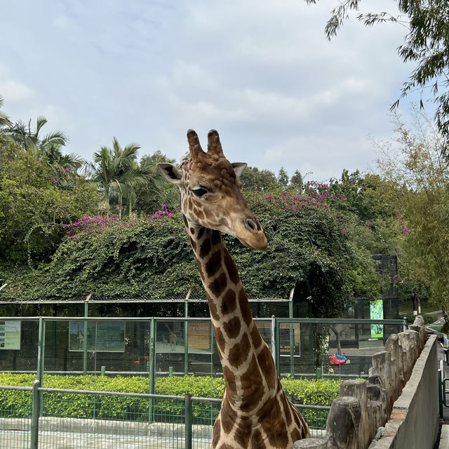 【中山紫馬嶺動物園】乾淨整潔，零距離接觸大笨象🐘！