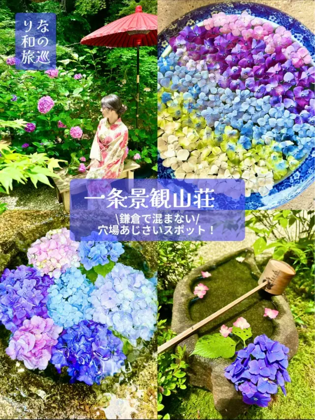 ～神奈川縣～鎌倉不擁擠！私房賞繡球花景點！