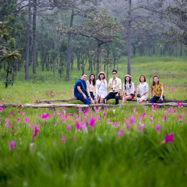 อุทยานแห่งชาติไทรทอง ชมทุ่งดอกกระเจียว