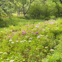 【Tokyo🇯🇵】神代植物公園　あじさいスポット