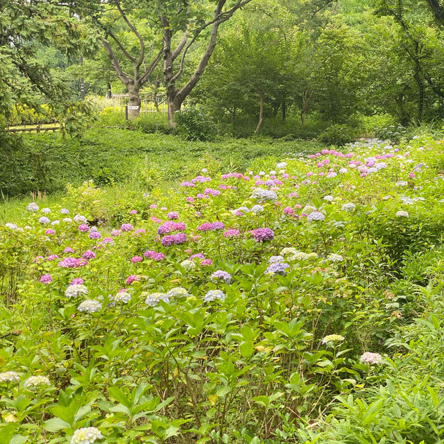 【Tokyo🇯🇵】神代植物公園　あじさいスポット