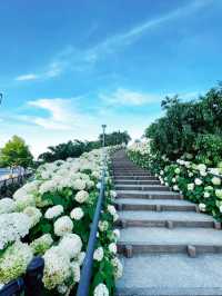 【お台場】階段横のもふもふ紫陽花は圧巻!!紫陽花好きには絶対に行ってほしい🤍