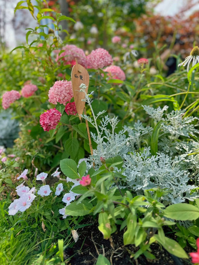 【東京】カラフルな紫陽花がかわいい🤍おすすめ紫陽花スポット💜