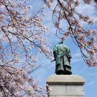 福岡 西公園櫻花之旅