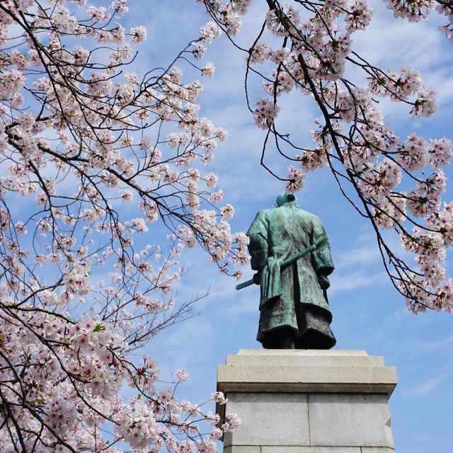 福岡 西公園櫻花之旅