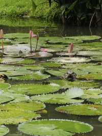 Water Lily pond