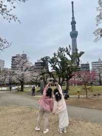 🌸櫻花季的偶田公園