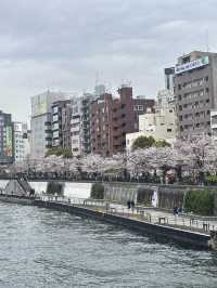 🌸櫻花季的偶田公園