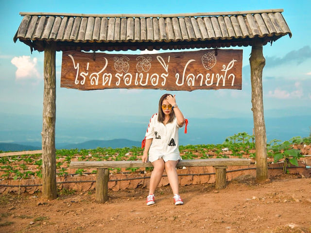 สูดโอโซน ชมดอกไม้ กินหมูกะทะวิวดอย ที่ม่อนแจ่ม