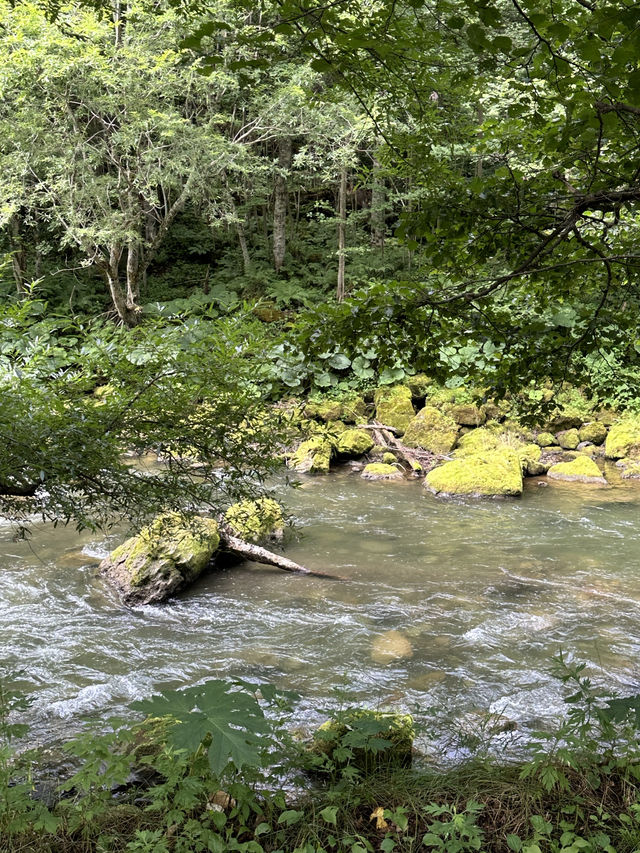 💚 홋카이도의 여름 산의 자연경관을 흠뻑 느껴보실 수 있는 명승지 스팟 🏞️💚