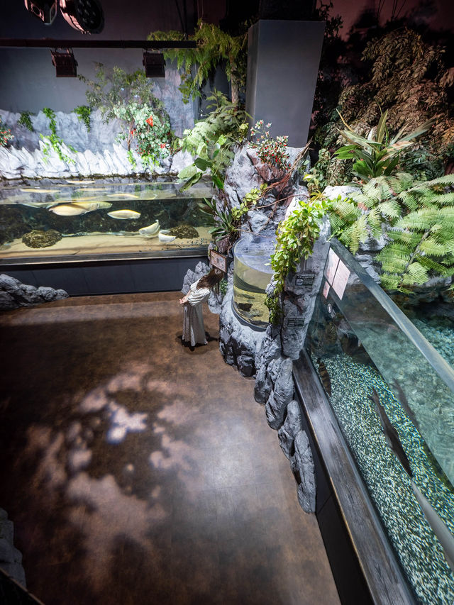 沖縄の水族館はDMM水族館がおすすめ！🐠
