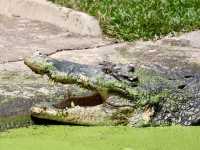 Crocodile Adventureland