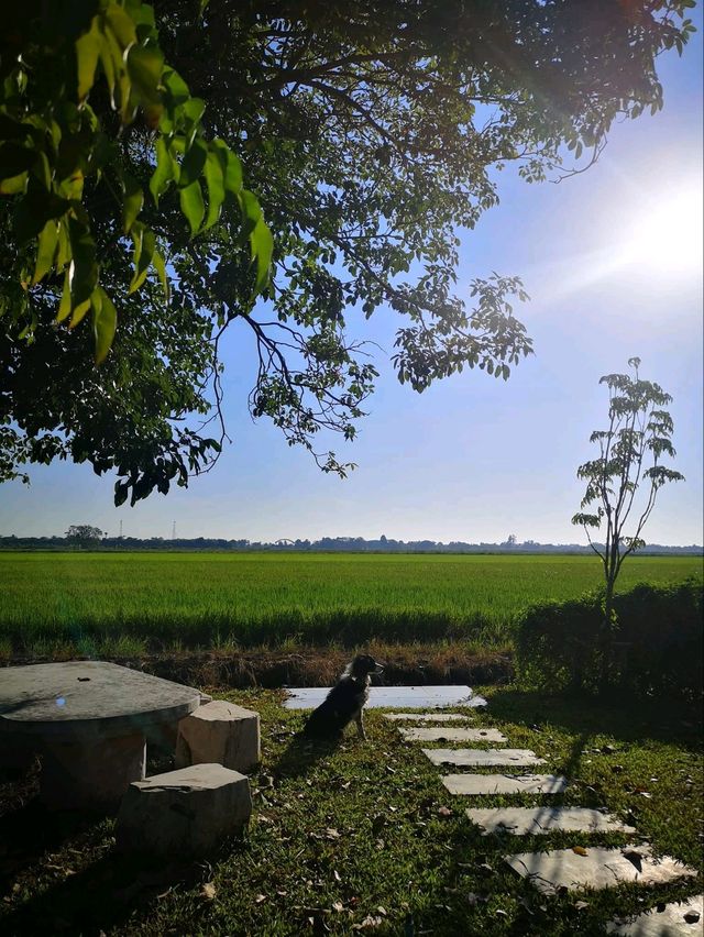 ที่พักลับ กลางทุ่งนา Escape Cottage