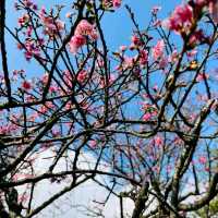 Cherry Blossom Flower Season at YangMingShan Taipei