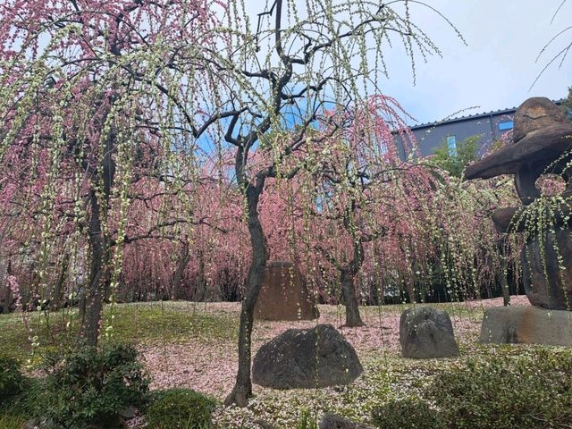 【城南宮:京都市伏見区】2月に咲く美しい梅に感動する✨