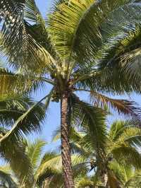 이런 숲 본적있어? 태국 코코아나무 숲🌴