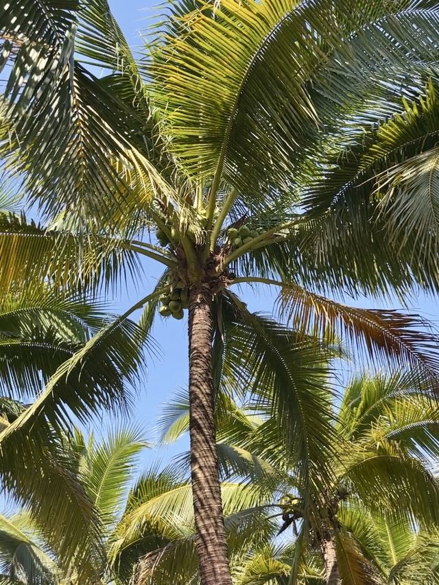 이런 숲 본적있어? 태국 코코아나무 숲🌴