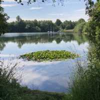 평화로운 Vienenburger See