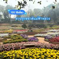 🌺สวนรุกขชาติแม่ฟ้าหลวง...สวนกุหลาบพันปี🌺
