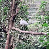 【台湾】充分な広さにびっくり台北動物園🐱