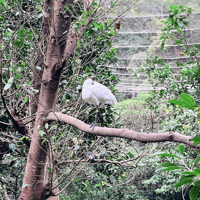 【台湾】充分な広さにびっくり台北動物園🐱