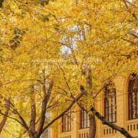 Harbin in Autumn 🍂 