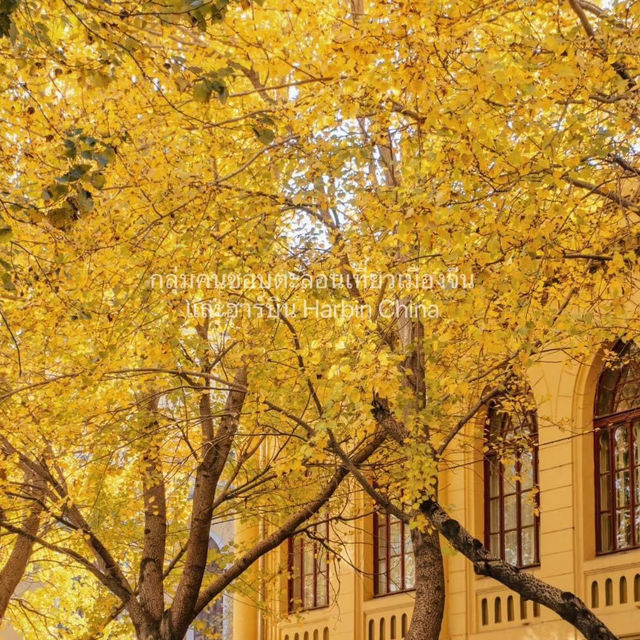 Harbin in Autumn 🍂 