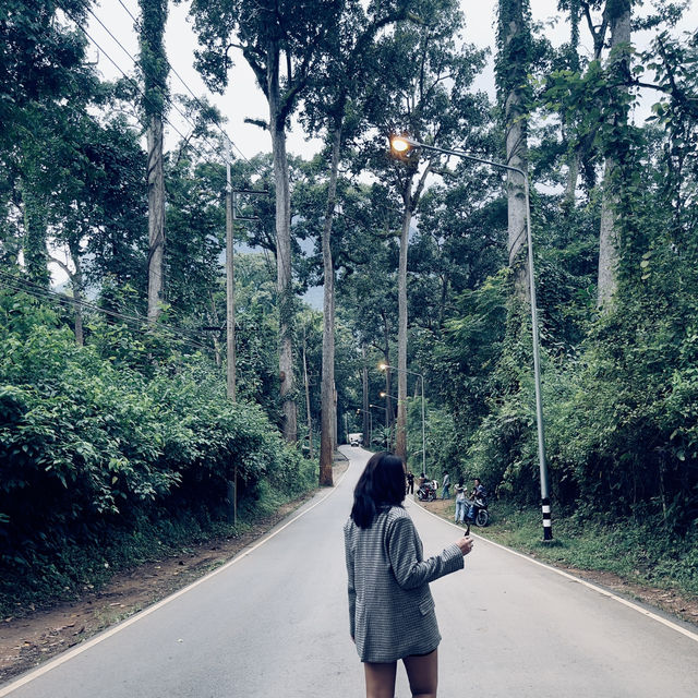 • ถนนต้นยาง • ประตูสู่เชียงดาว 🌳🍃