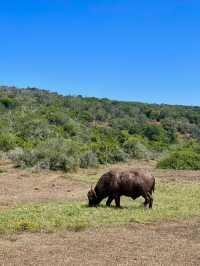 Grasslands at Addo Elephant Park, South Africa 🐘