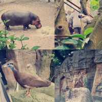 台北動物園：用精彩的生態歷險體驗悠閒假期