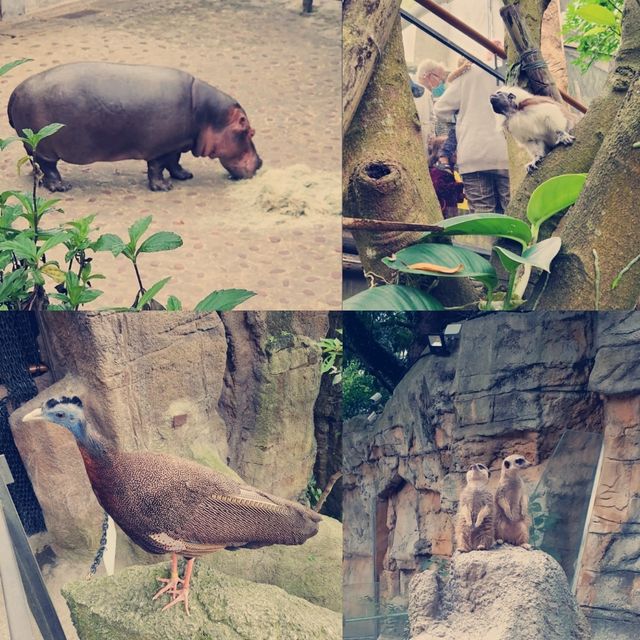 台北動物園：用精彩的生態歷險體驗悠閒假期