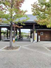【淡路島】足漕ぎスワンボート