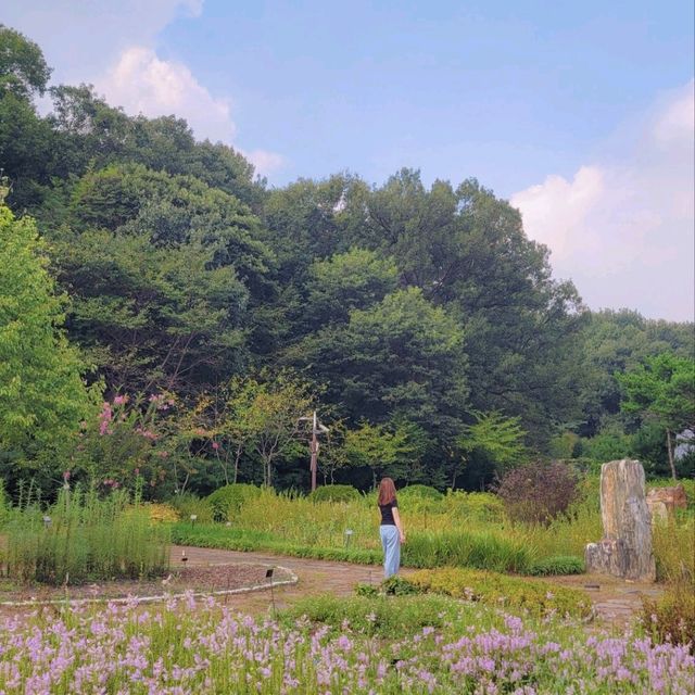 가을 꽃들이 가득한 부천자연생태공원