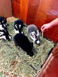 Get Close to Animals at Singapore Zoo