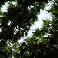 ไปเที่ยวอุโมงค์ต้นตาลที่ จ. เพชรบุรีกัน 🌴🌴