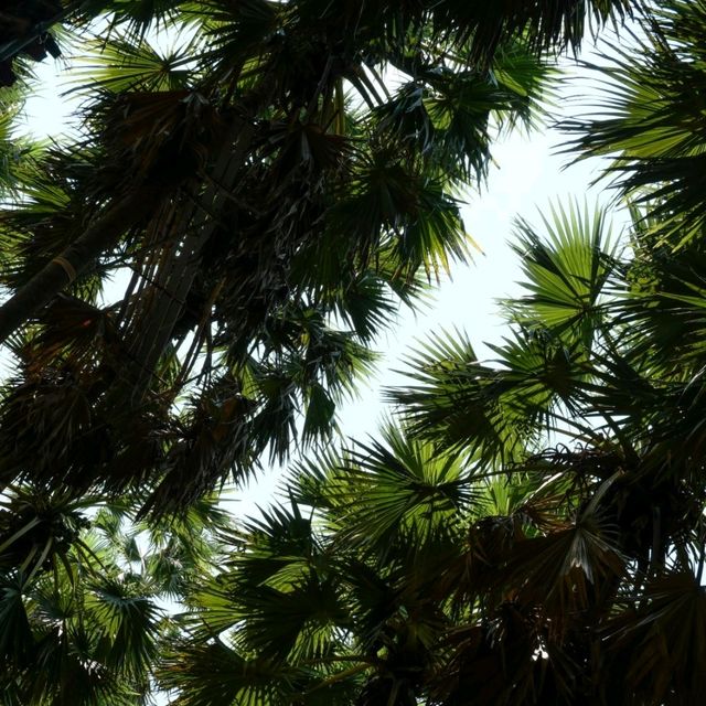 ไปเที่ยวอุโมงค์ต้นตาลที่ จ. เพชรบุรีกัน 🌴🌴