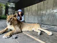 Fun day at Hua Hin Safari Park 