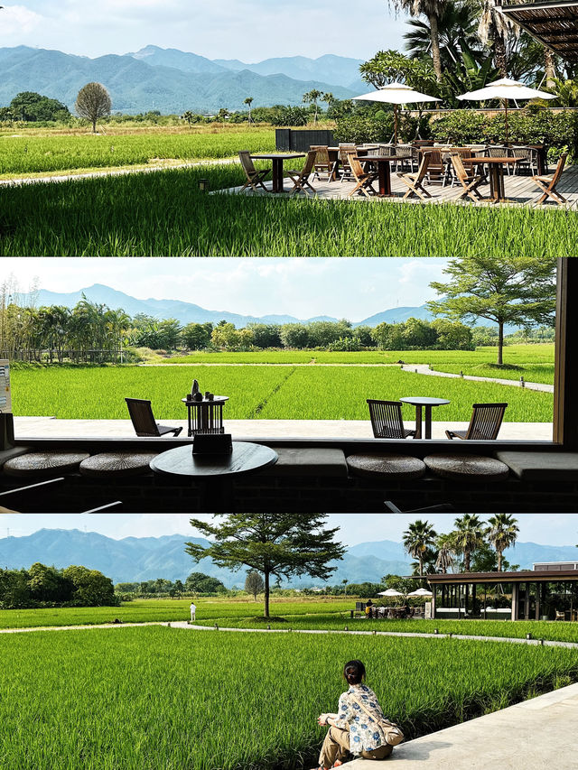 香港周邊游｜歸隱田園🌾清遠稻田咖啡館+餐廳