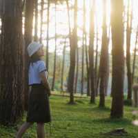ภูหินร่องกล้า - ลานกางเต็นท์กลางป่าสน