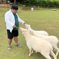  ไร่ปางแกะเมอร์ริโน่ เชียงใหม่ 🐑