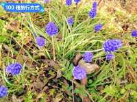 日本四國-德島賞花：山野林間的木蓮花、迎春花、櫻花
