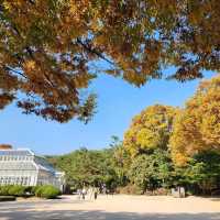 창경궁에 가을이 왔어요~!🍁