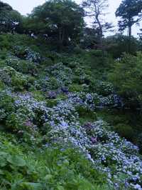 日本紫陽花節：300百萬球花海好震撼！