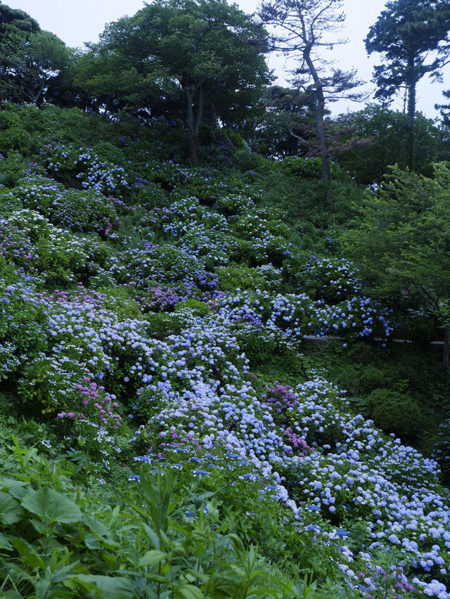 日本紫陽花節：300百萬球花海好震撼！