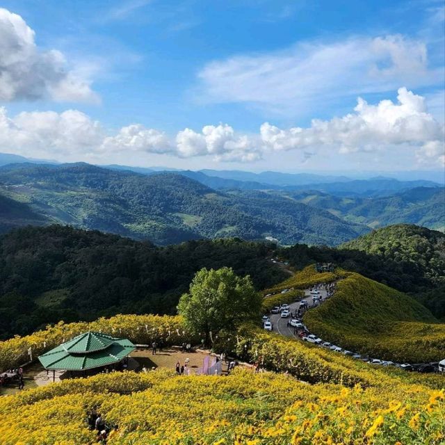 เทศกาลทุ่งดอกบัวตอง ตำบลแม่อูคอ แม่ฮ่องสอน🌼