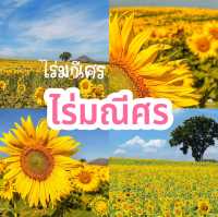 ทุ่งทานตะวันไร่มณีศร เขาใหญ่ 
