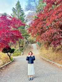 아직도 단풍 사진 못찍었다면?