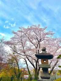 【千葉】レトロな桜並木