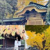 賞銀杏勝地